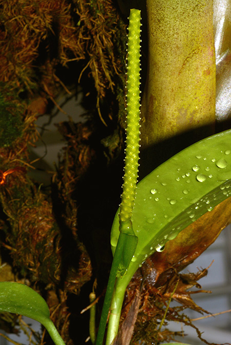 Anthurium interruptum