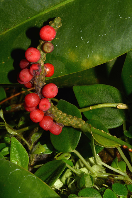 Anthurium interruptum