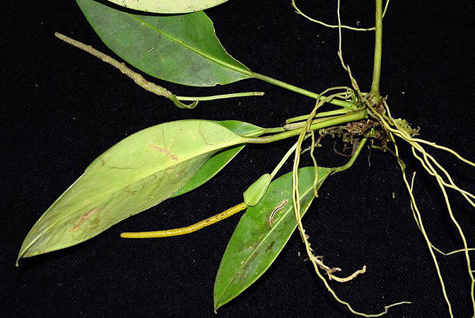 Anthurium interruptum