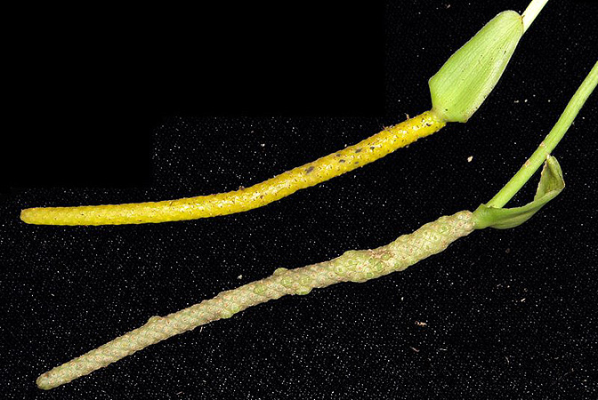 Anthurium interruptum