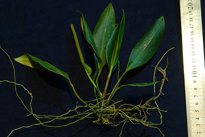 Anthurium interruptum