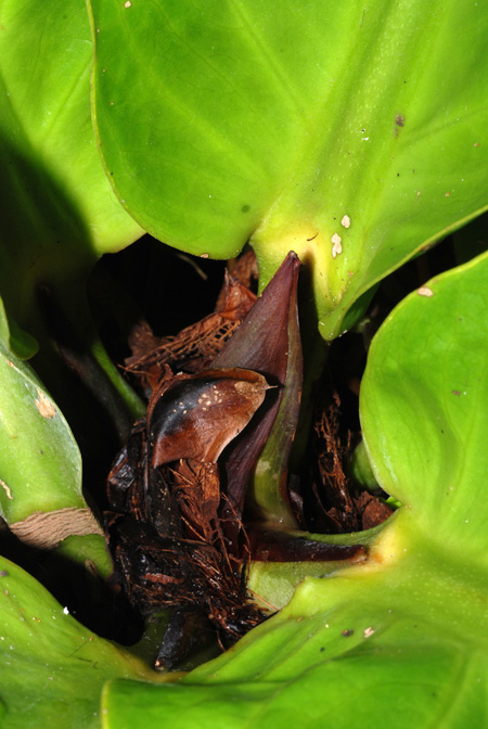 Anthurium jenmanii