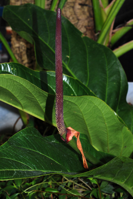 Anthurium jenmanii