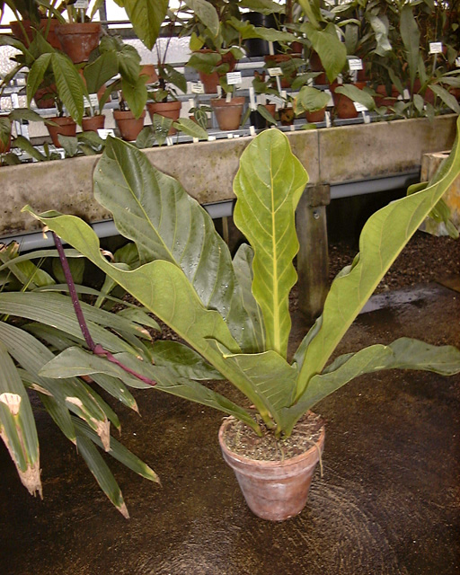 Anthurium jenmanii