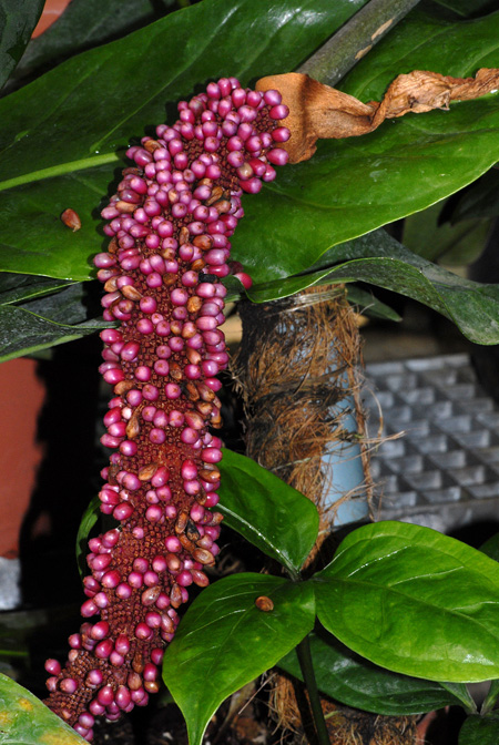 Anthurium jenmanii