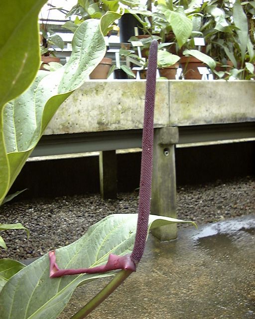 Anthurium jenmanii