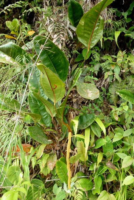 Anthurium jesusii