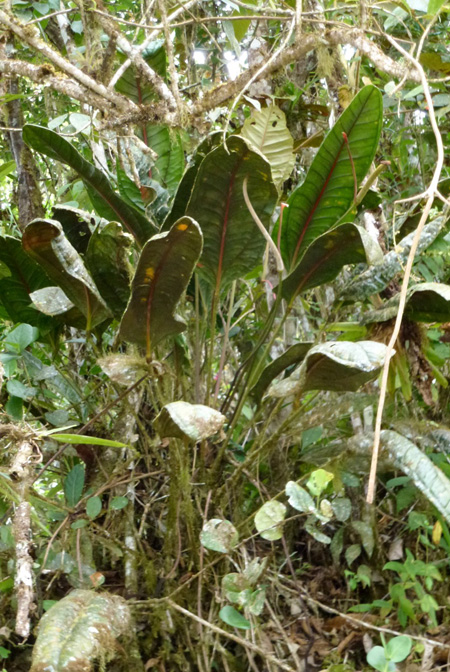 Anthurium jesusii