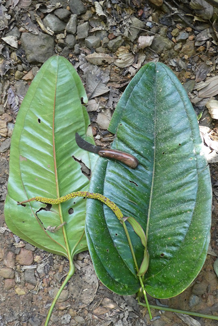 Anthurium jesusii