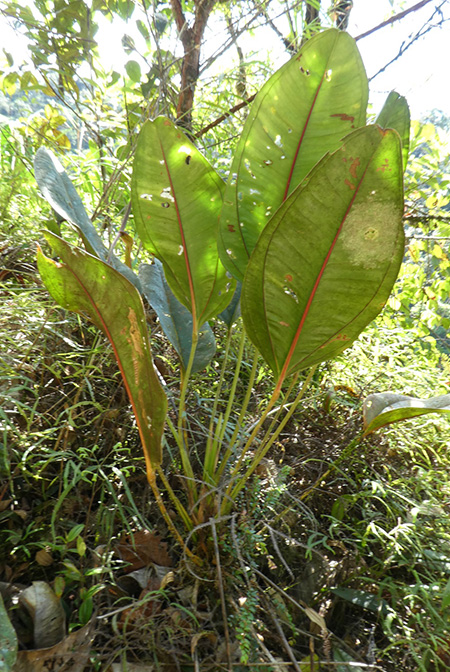 Anthurium jesusii