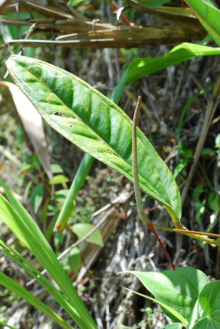 Anthurium jesusii