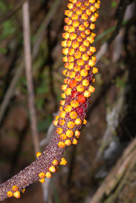 Anthurium jesusii