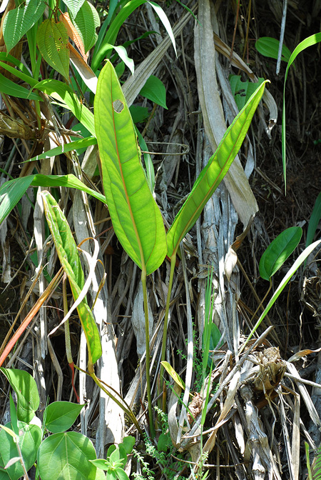 Anthurium jesusii