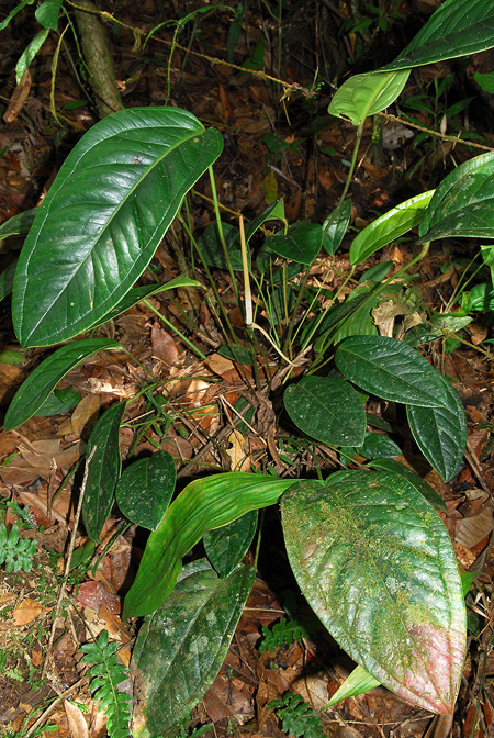 Anthurium jesusii