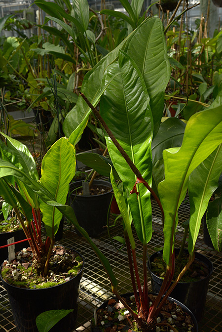 Anthurium jilekii