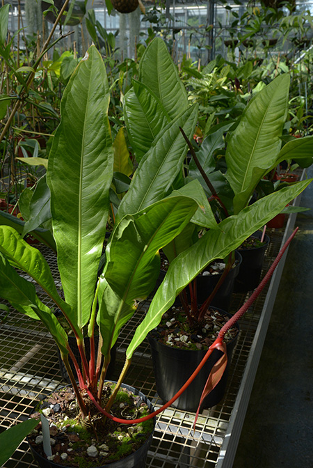 Anthurium jilekii
