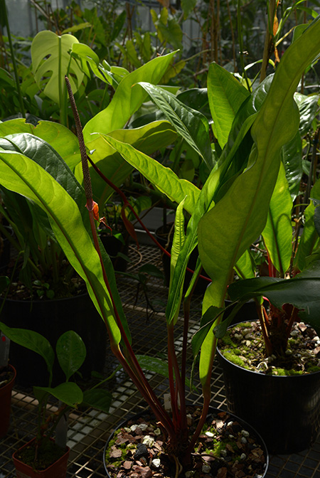 Anthurium jilekii