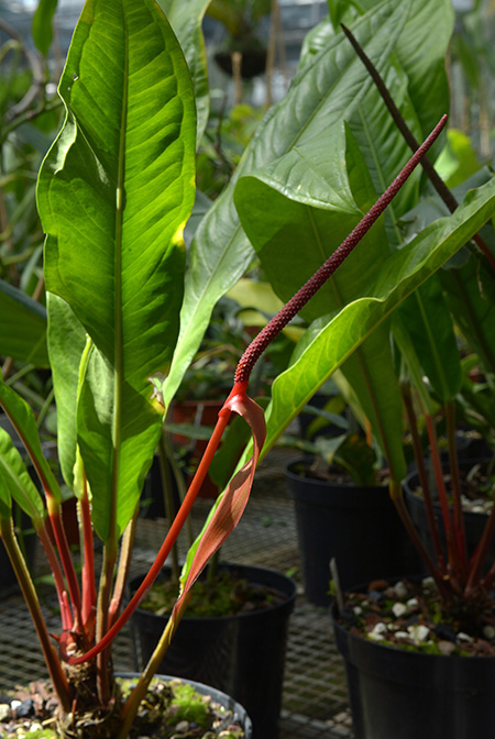 Anthurium jilekii
