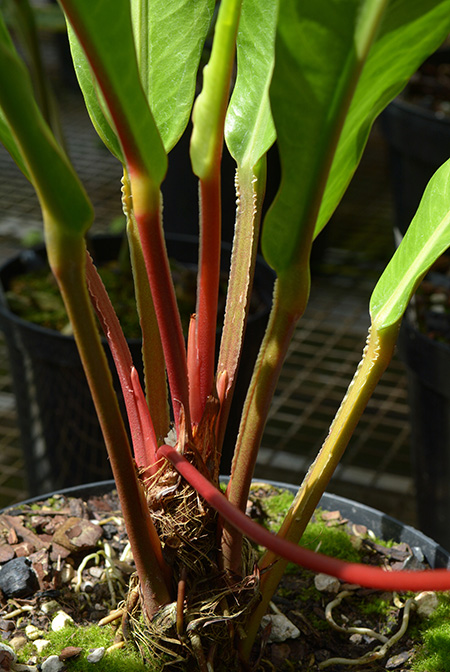 Anthurium jilekii