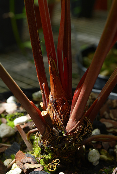 Anthurium jilekii