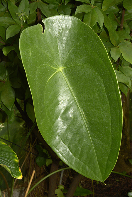 Anthurium jureianum