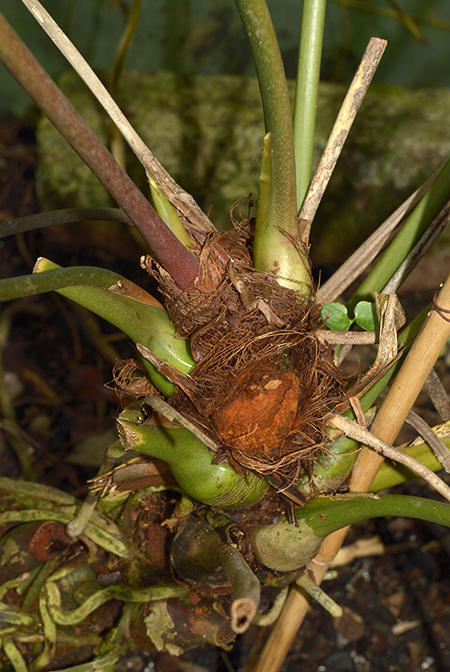 Anthurium jureianum