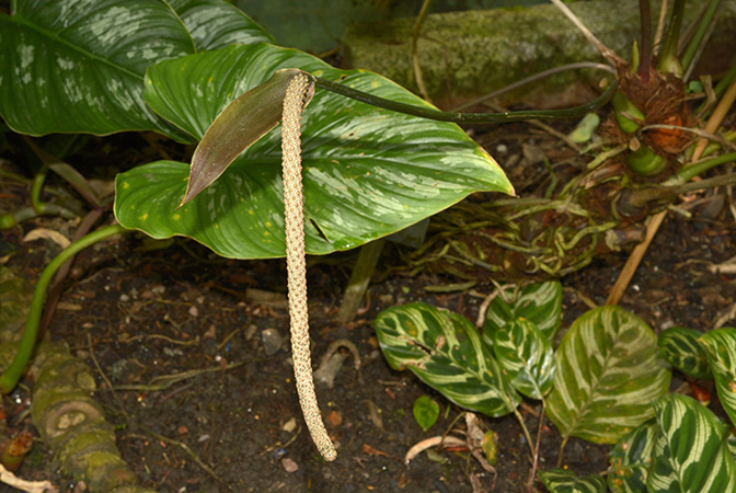 Anthurium jureianum