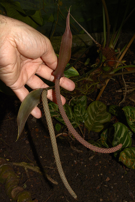 Anthurium jureianum