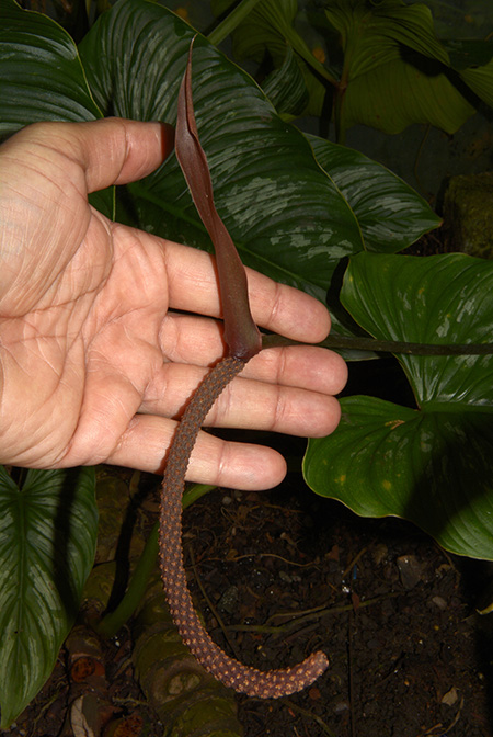 Anthurium jureianum