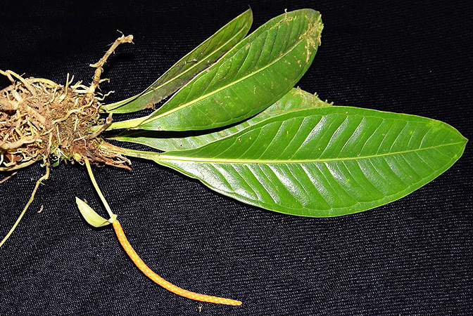 Anthurium kallunkiae