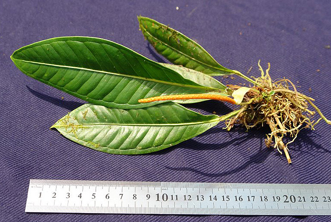 Anthurium kallunkiae