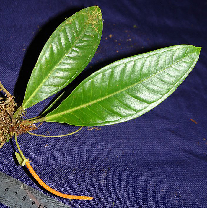 Anthurium kallunkiae