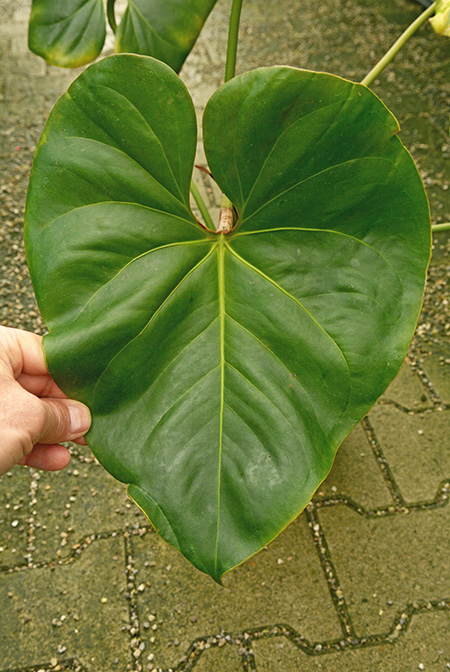Anthurium kamemotoanum