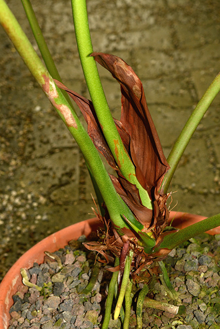 Anthurium kamemotoanum