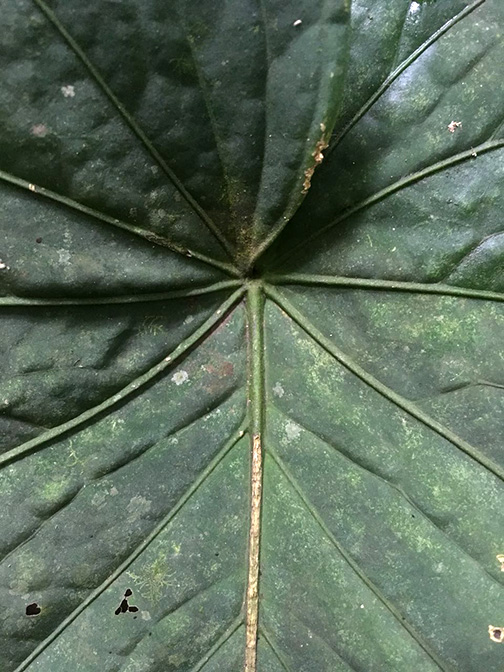 Anthurium kunayalense
