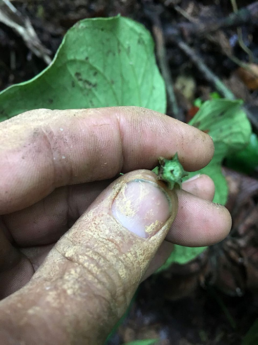 Anthurium kunayalense