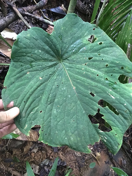 Anthurium kunayalense