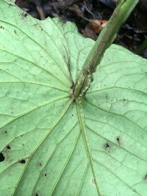 Anthurium kunayalense