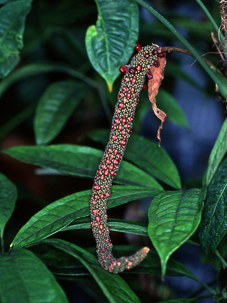 Anthurium kunthii