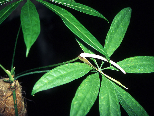 Anthurium kunthii