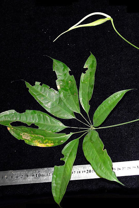 Anthurium kunthii