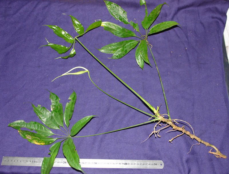 Anthurium kunthii