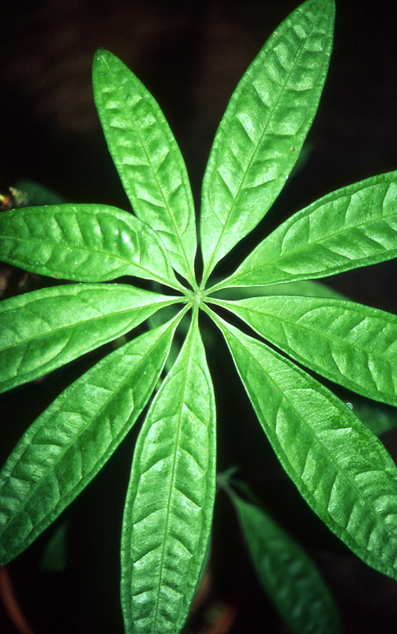 Anthurium kunthii