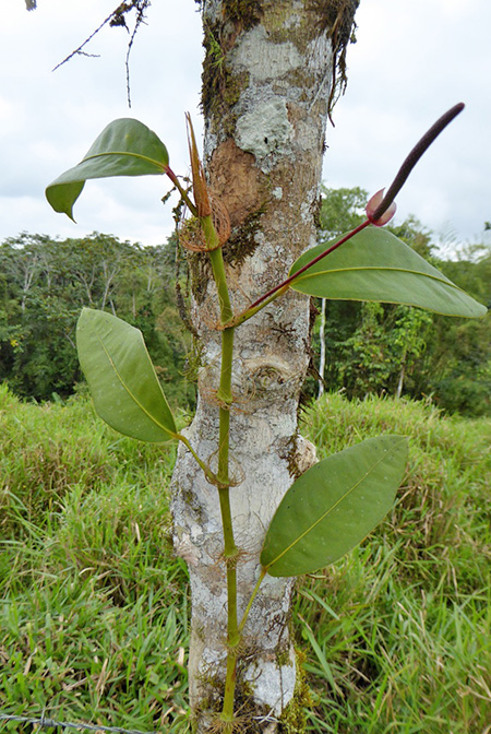 Anthurium laciniosum