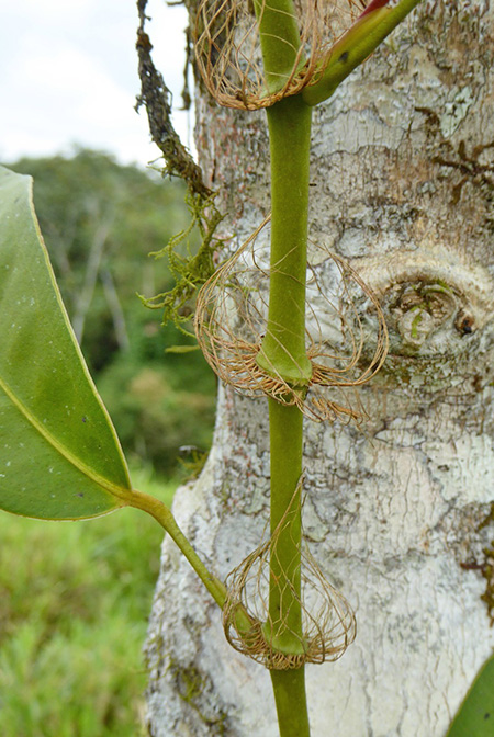 Anthurium laciniosum