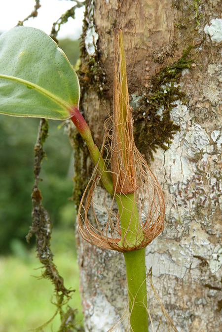 Anthurium laciniosum