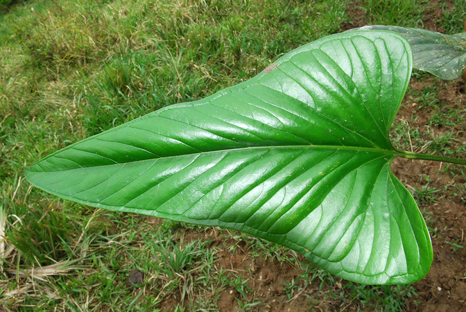 Anthurium lancea