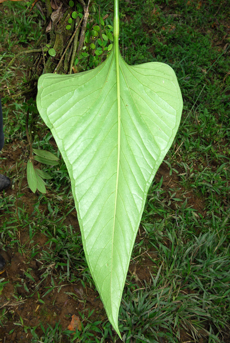 Anthurium lancea