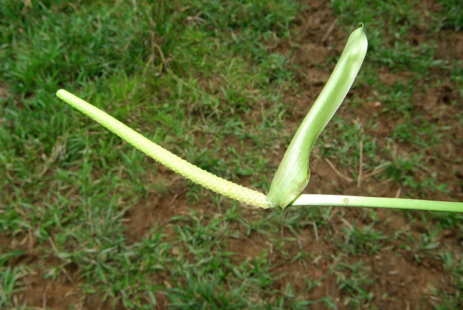 Anthurium lancea