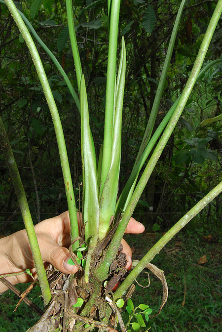 Anthurium lancea